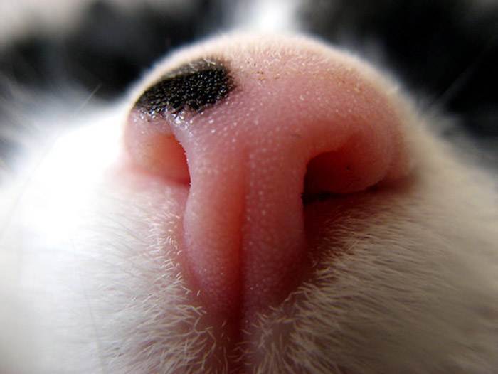 Зачем кошке мокрый нос?