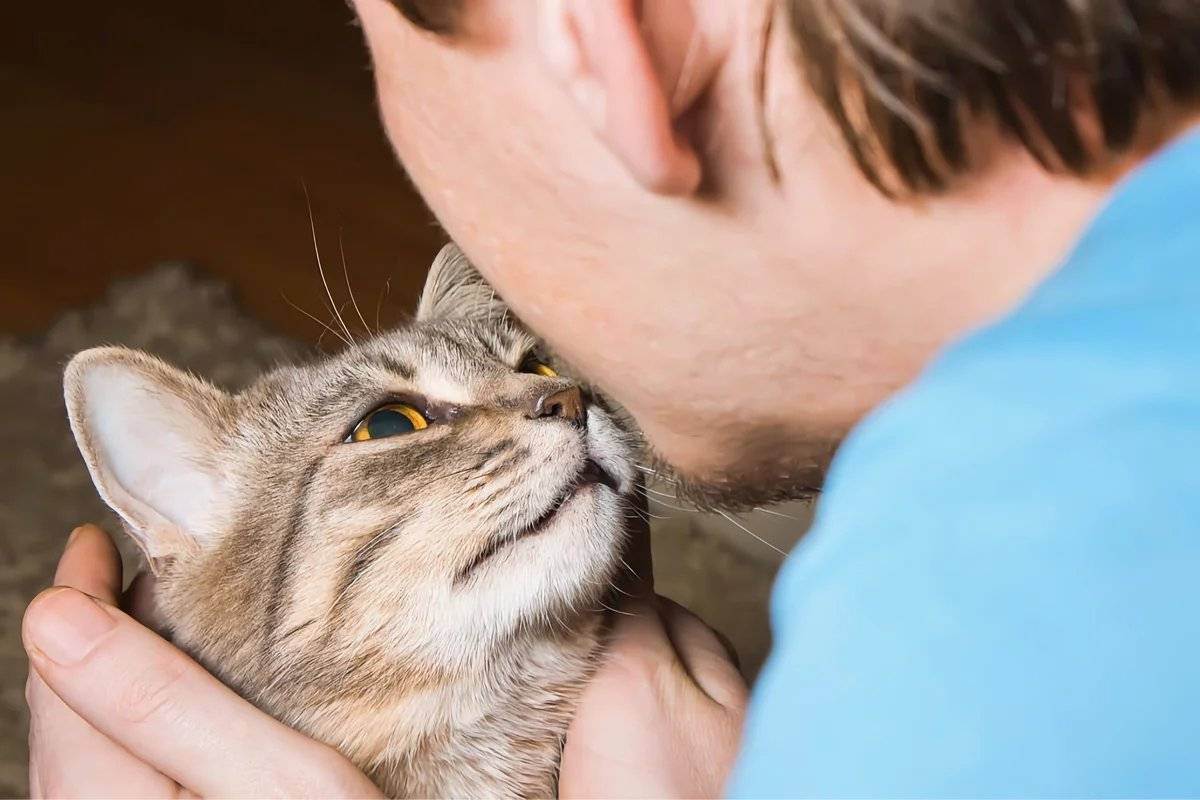Понимают ли кошки, когда их целуют и обнимают: как они способны показывать свою любовь человеку