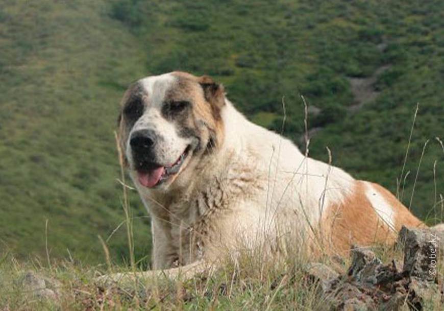 Тобет: описание собаки, цена казахского волкодава