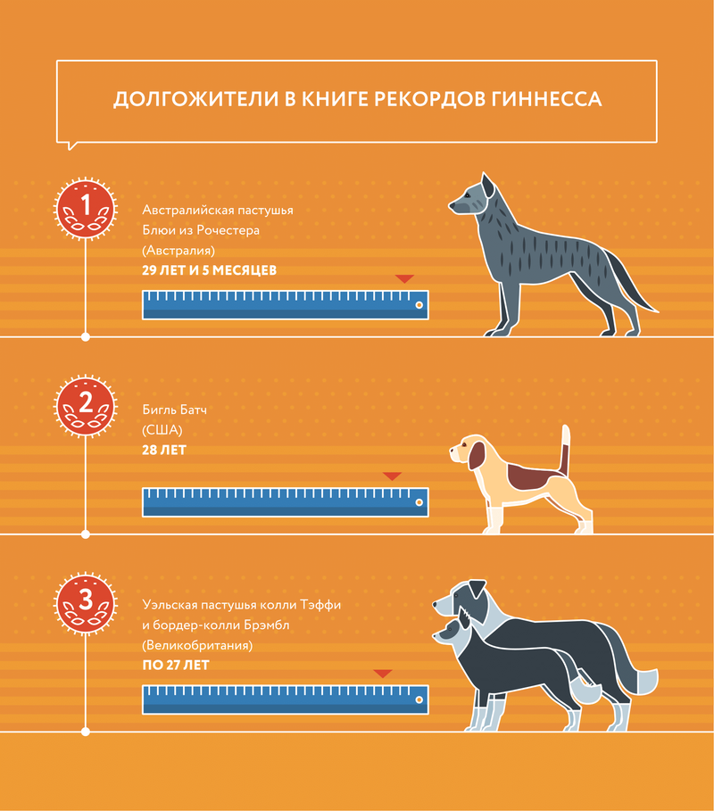 Влияющие факторы и средняя продолжительность жизни собак алабаев дома