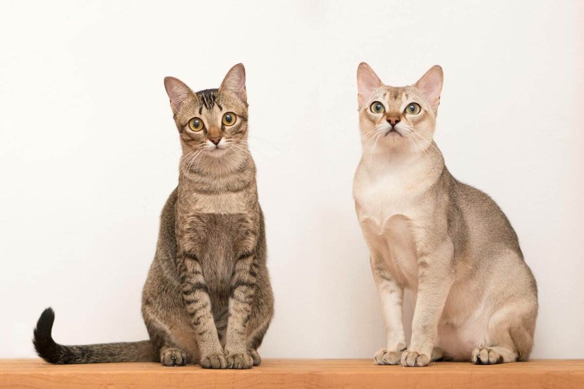Серенгети (кошка) - 100 фото и видео описание признаков породы