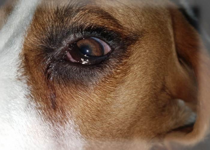 Почему у собаки слезятся глаза: причины, как лечить, красные глаза