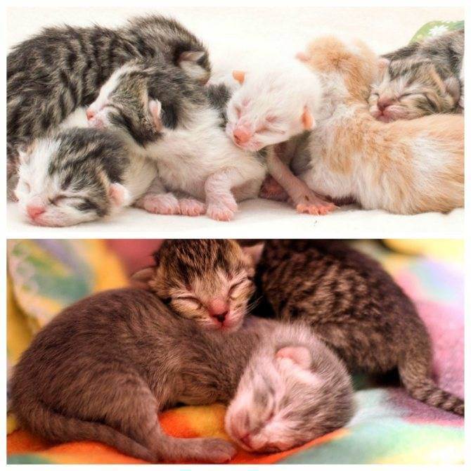 Роды у кошки: все о процессе подготовки к родам и последующему уходу за кошкой