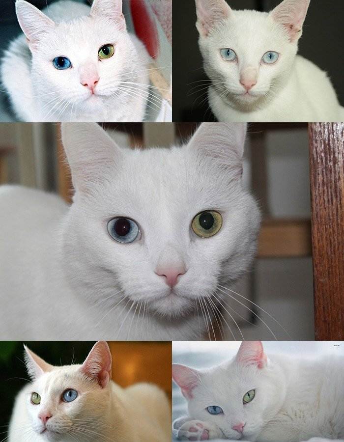 Белая кошка в доме: особенности, характер и уход
