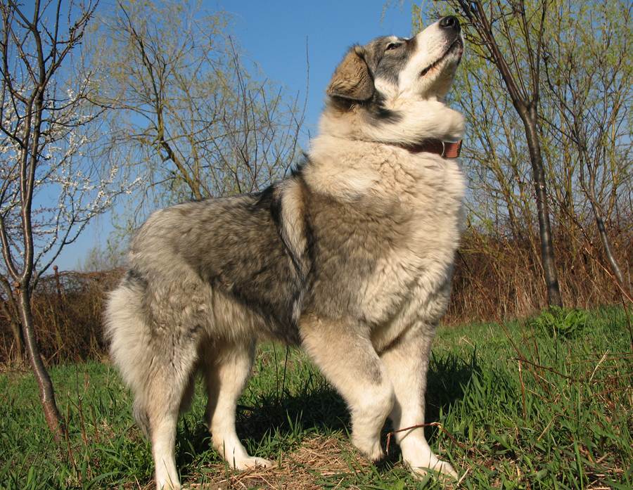 Румынская карпатская овчарка: характеристики породы собаки, фото, характер, правила ухода и содержания