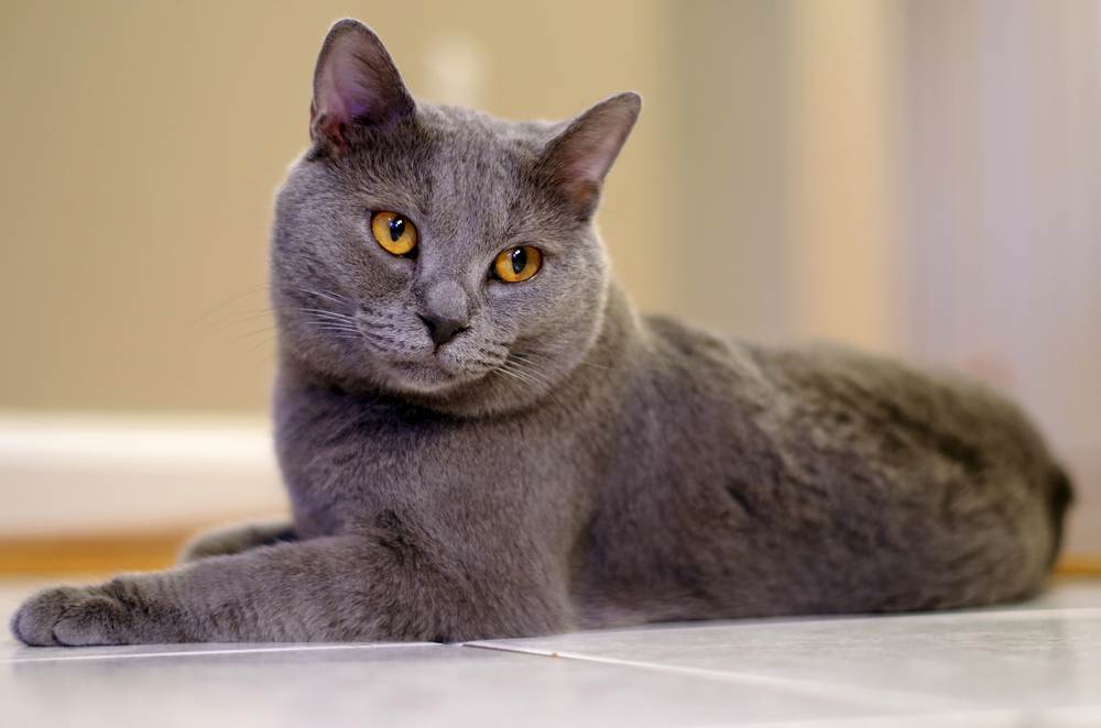 Картезианская кошка: цвет шерсти и характер шартреза, уход за питомцем и его содержание, выбор котёнка, отзывы владельцев, фото кота