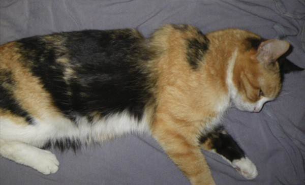 Саркома у кошек: фибросаркома, постинъекционная, остеосаркома