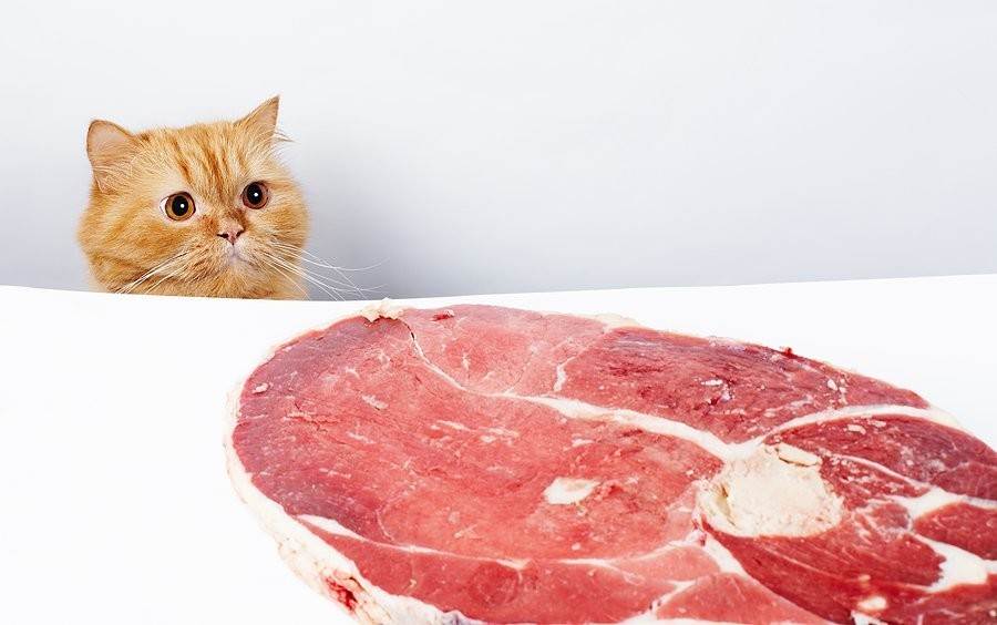 Можно ли кошкам и котам сырое мясо: эксперимент ученых | муркотики