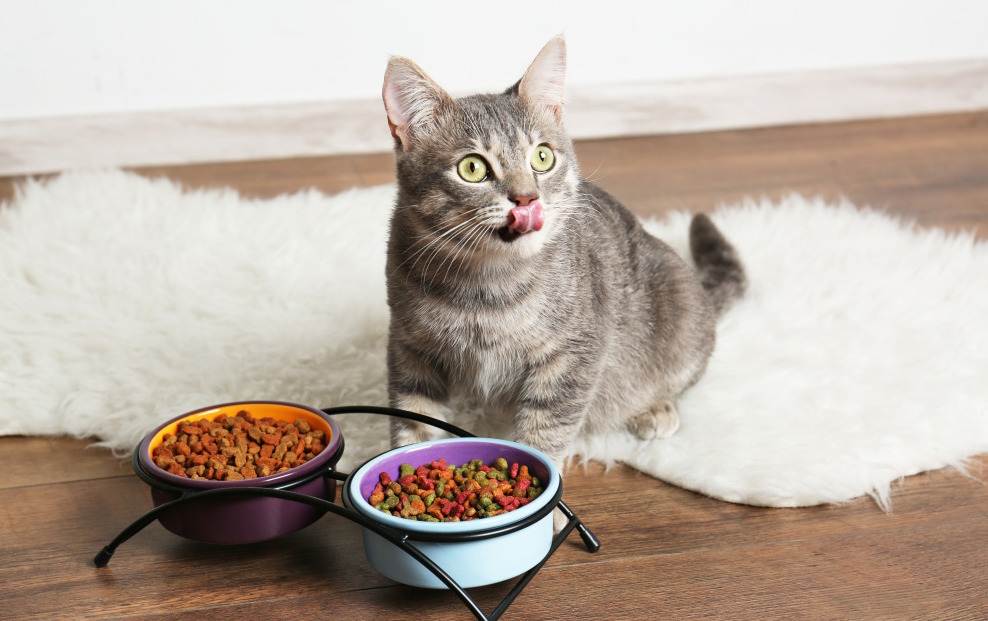 Чем кормить кастрированного кота в домашних условиях?