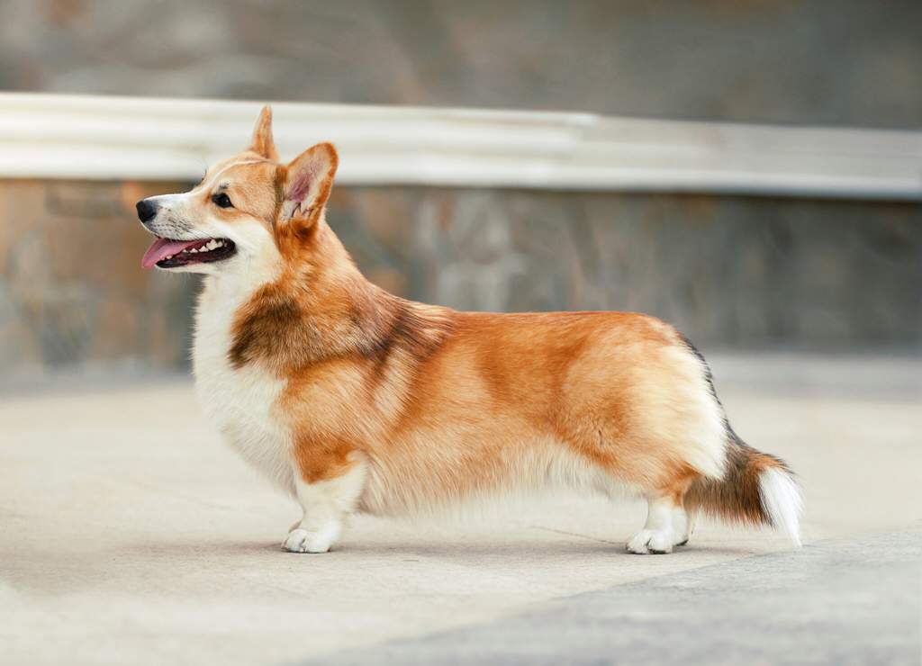 8 пород собак похожих на лису: маленькие и большие породы