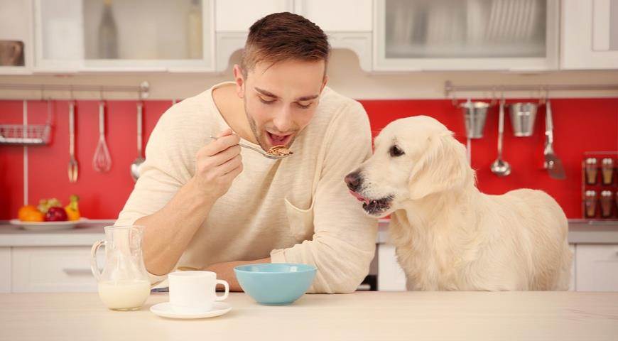 Можно ли собаке давать кошачий корм: что будет с животным