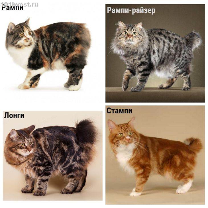 Виды окрасов у беспородных кошек - oozoo.ru
