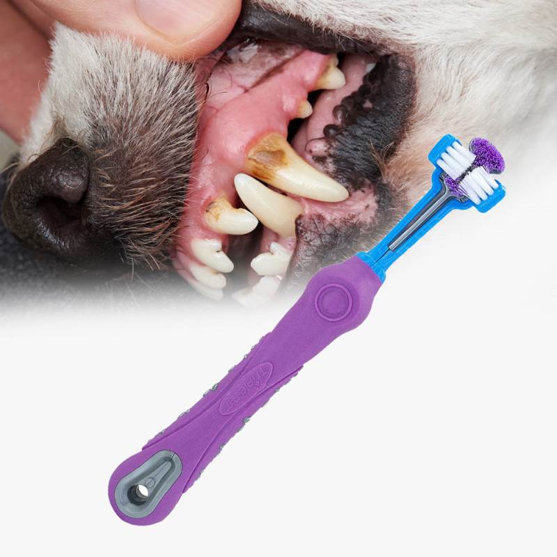 Зубной камень у собак: как почистить зубы