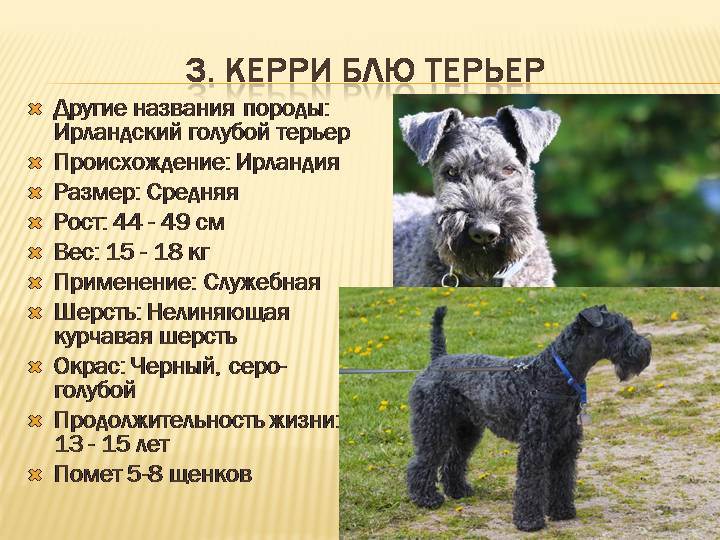 Русский черный терьер: все о собаке, фото, описание породы, характер, цена, правила ухода и содержания