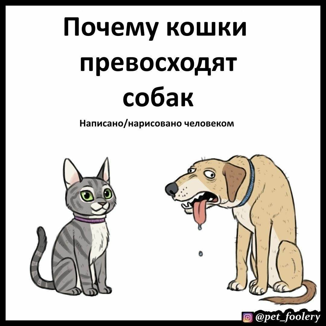 Кошки против собак: кого завести