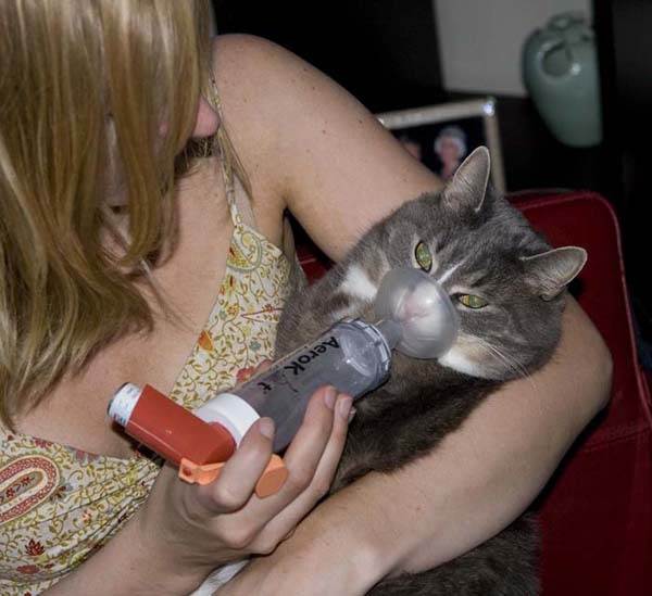 Кошка тяжело дышит и хрипит - причины, симптомы, лечение