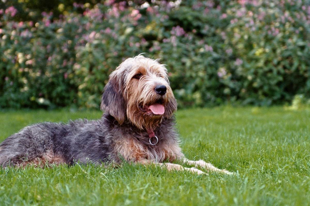 Оттерхаунд (выдровая гончая): описание породы собак с фото и видео