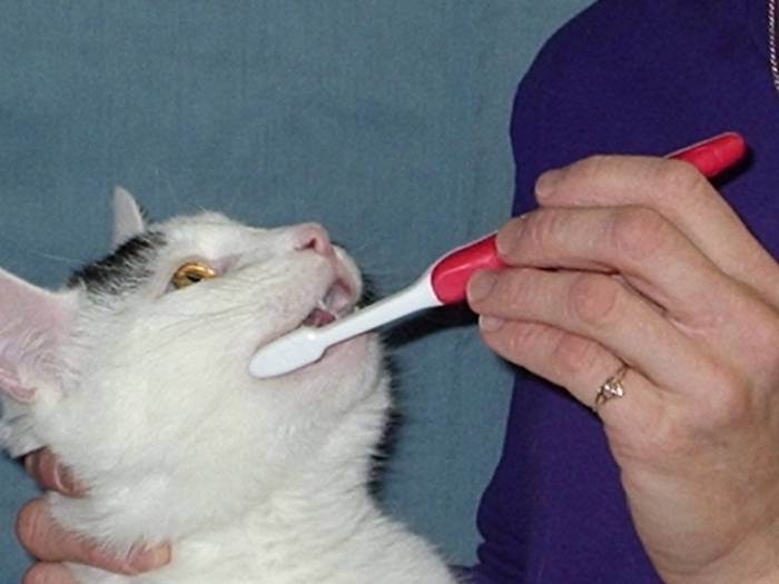Чистка зубов кошке: как провести процедуру самостоятельно и не быть расцарапанным