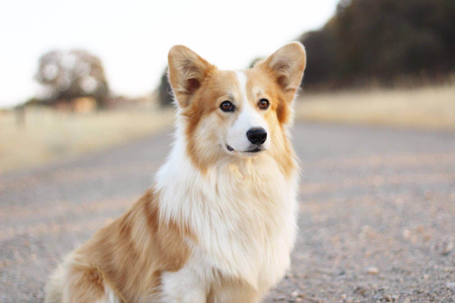 Вельш-корги пемброк (фото): цена щенка, описание и характер породы