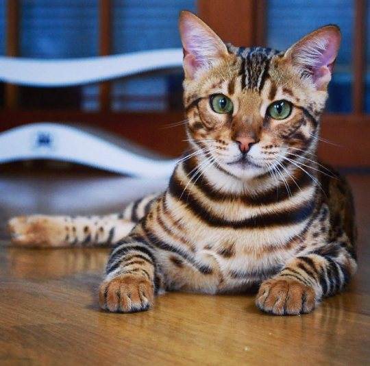 Самые умные породы кошек в мире: от сфинксов до персидских кошек.