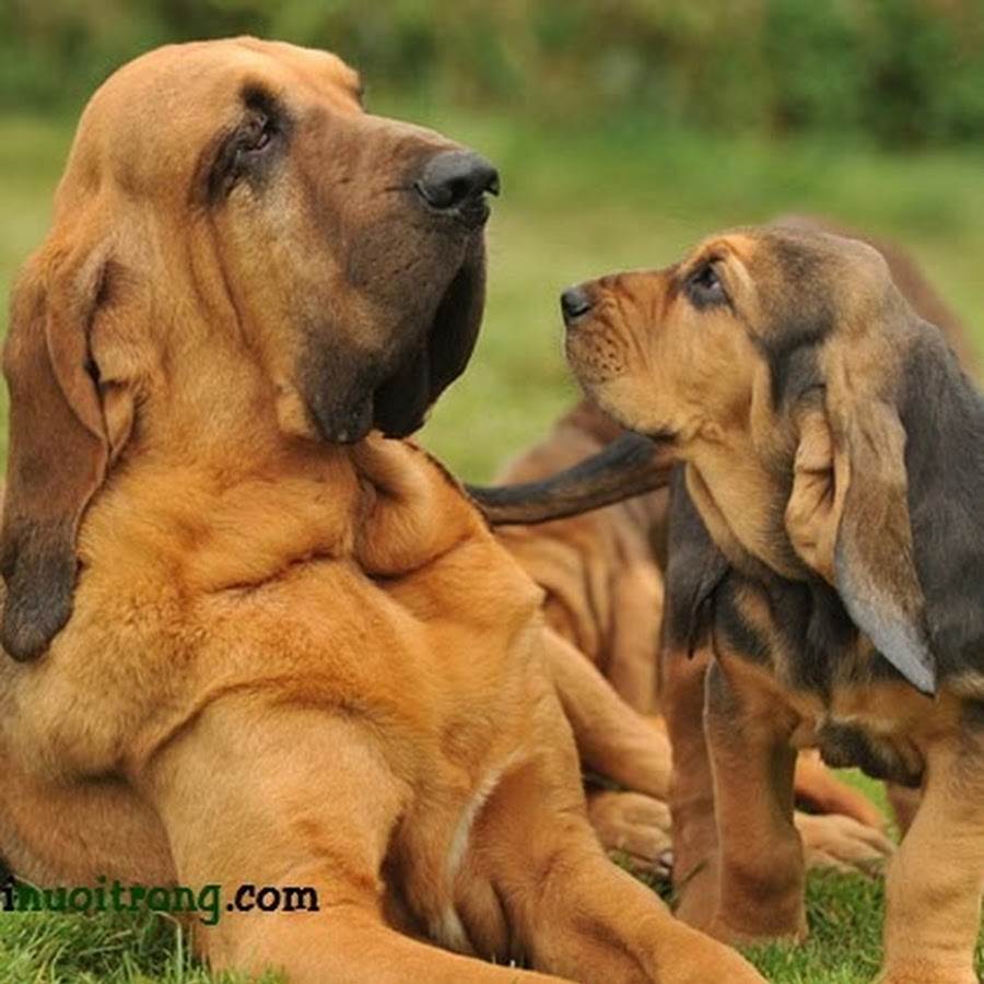Бладхаунд (bloodhound)