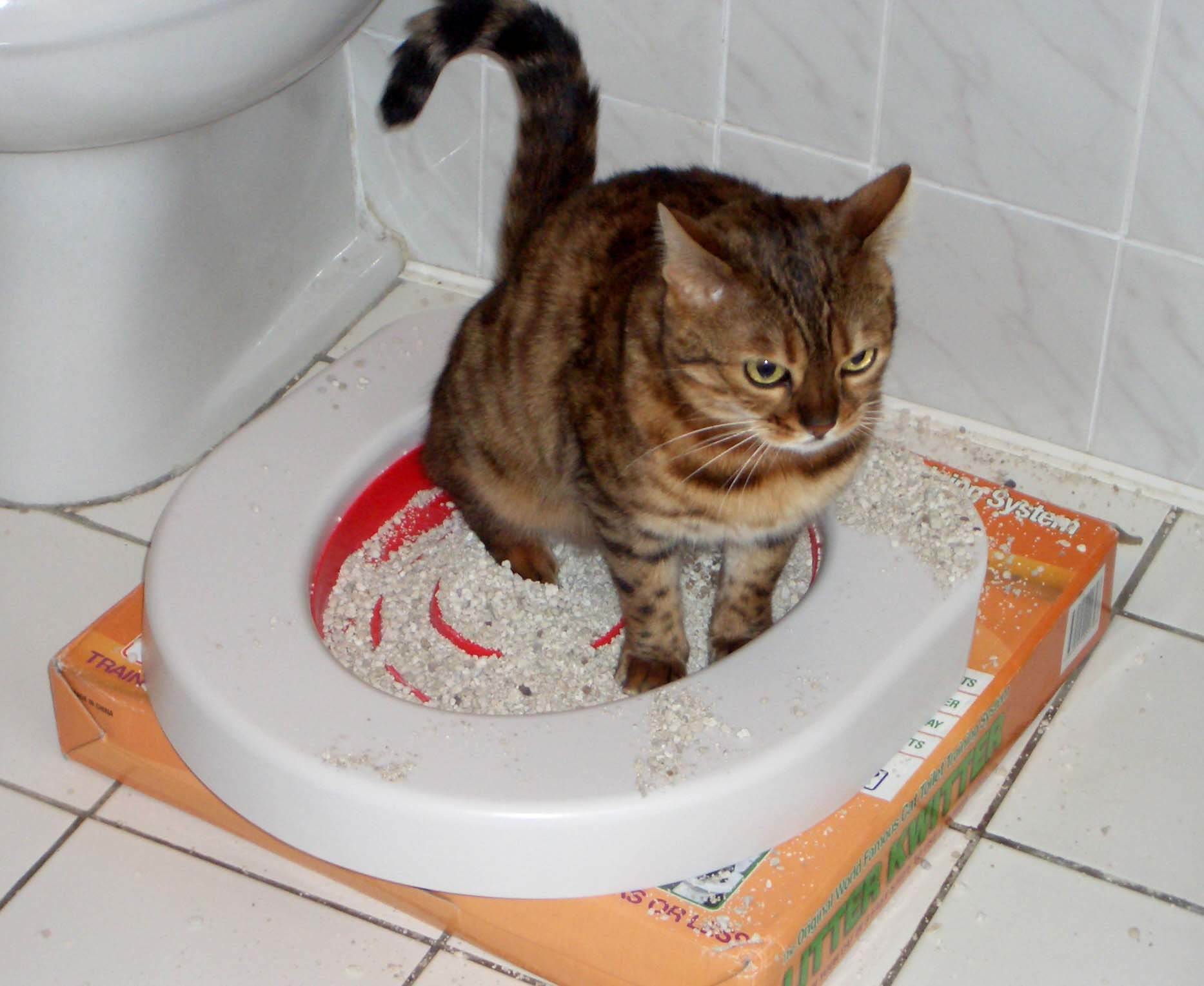 Кот не может сходить в туалет — что делать?