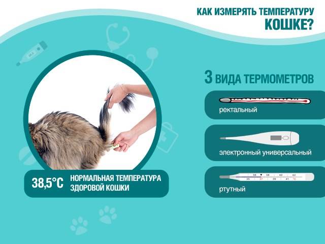 Как померить температуру кошке?