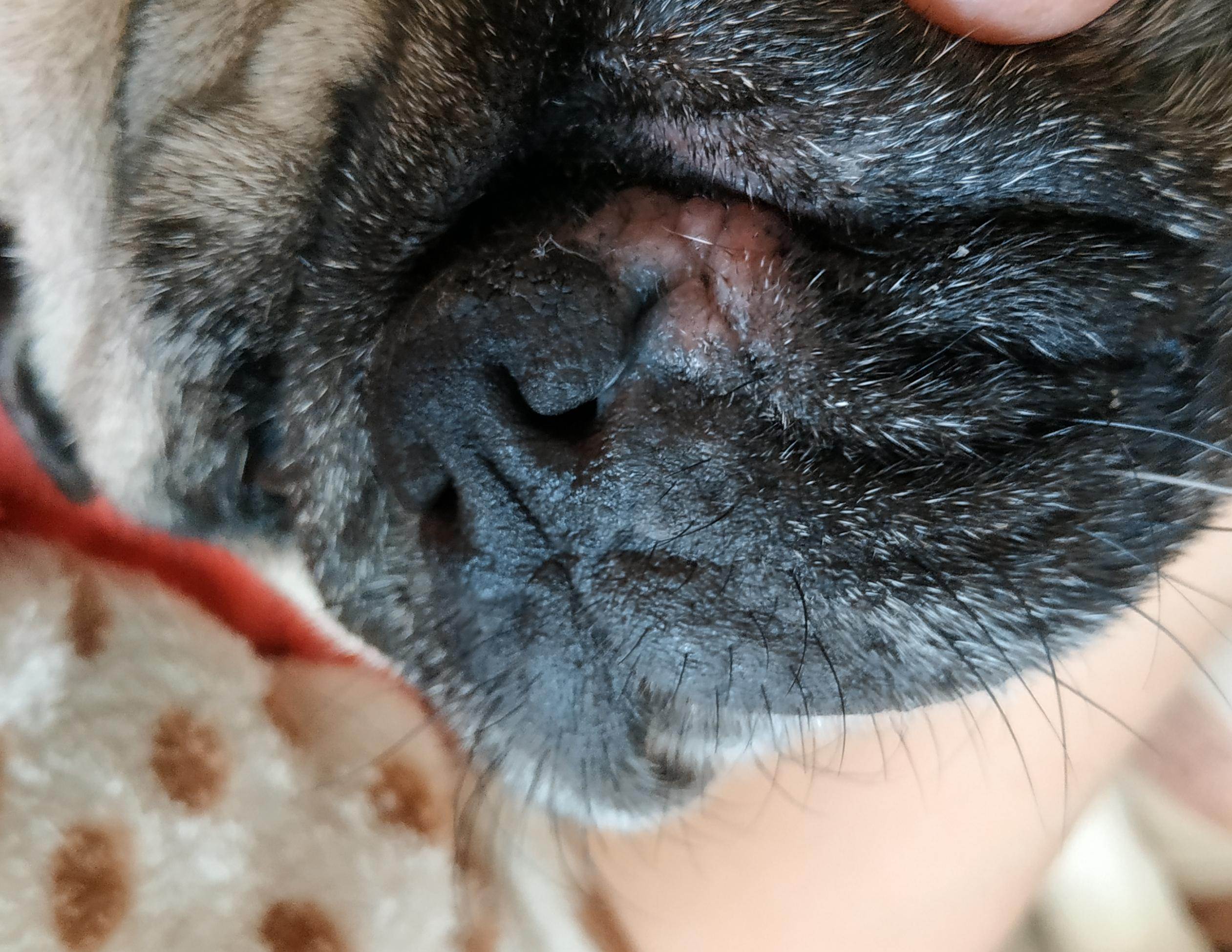 У собаки запах из ушей | почему плохо пахнет, лечение, причины