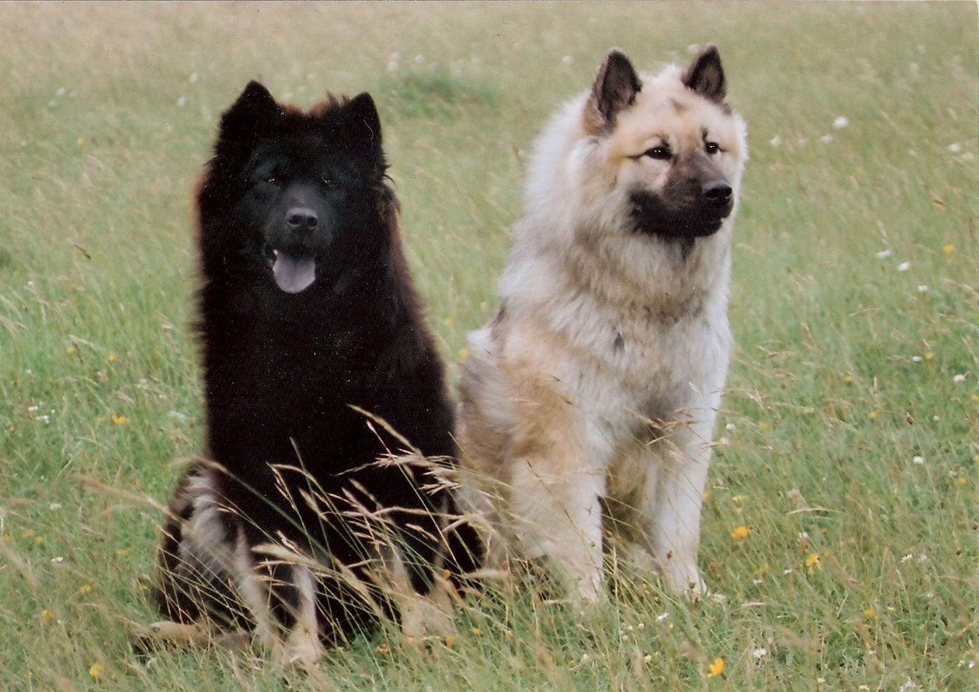 Мальтипу: описание гибридной породы собак, советы по уходу и содержанию