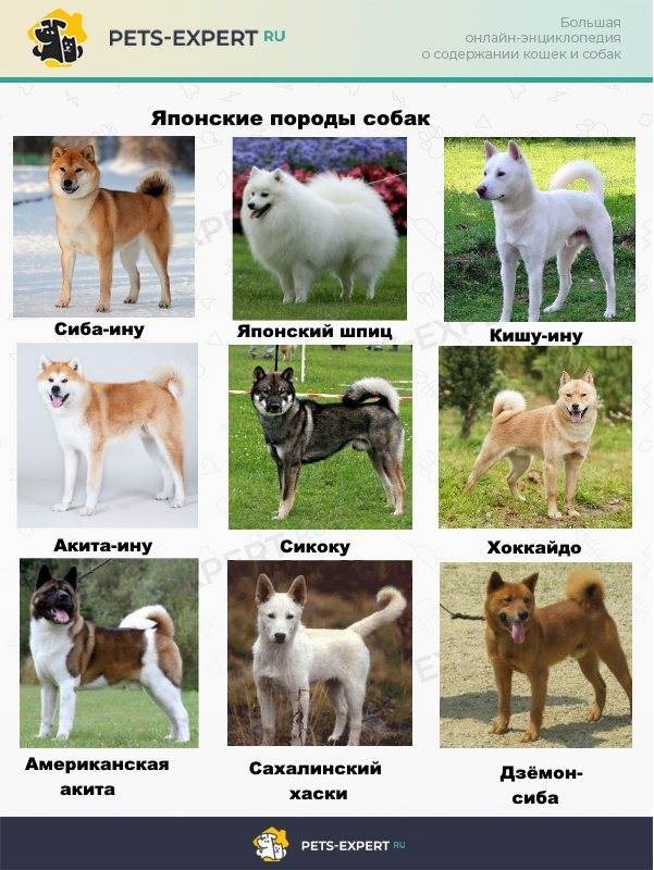 Кисю — описание и характеристика породы (с фото) | все о собаках
