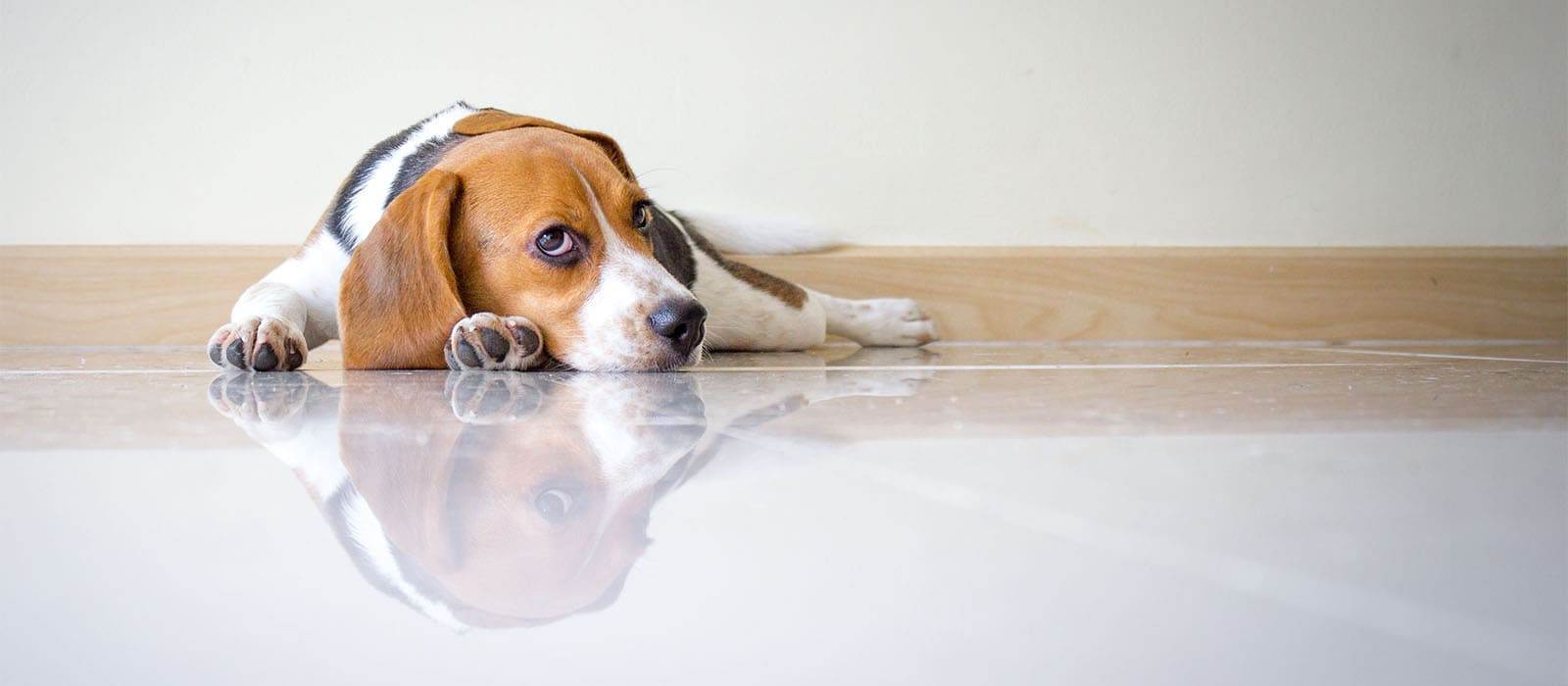 Почему собака грустит и расстраивается, причины, как развеселить