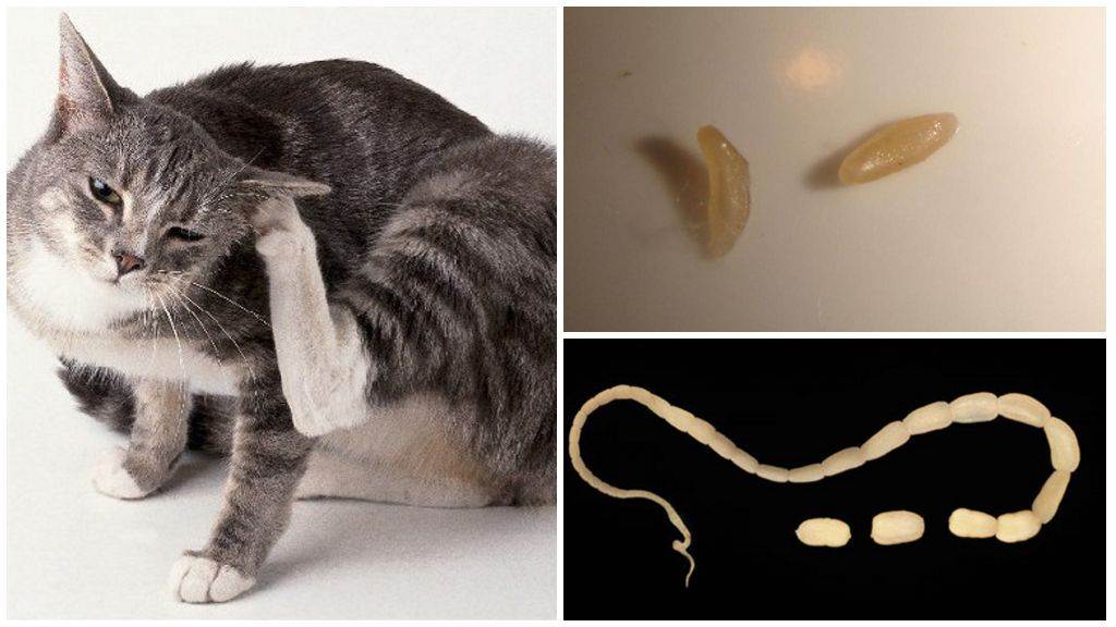 Огуречный цепень у кошек: признаки заражения глистами, способы лечения и опасность дипилидиоза для человека