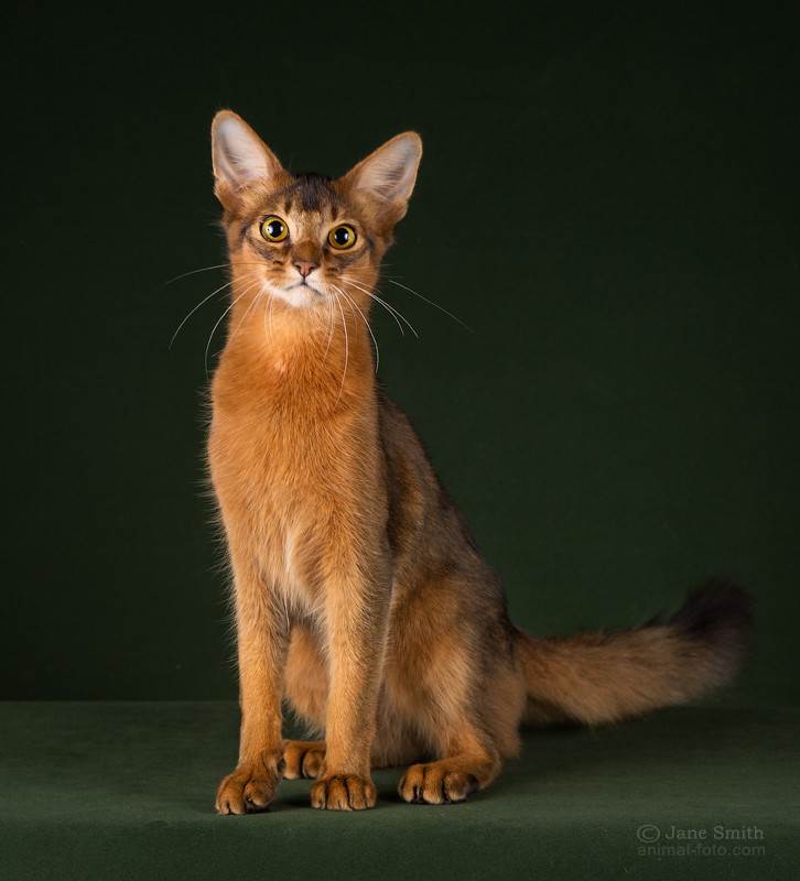 Выращивание сомалийского кота: описание породы сомали, характер, правила ухода