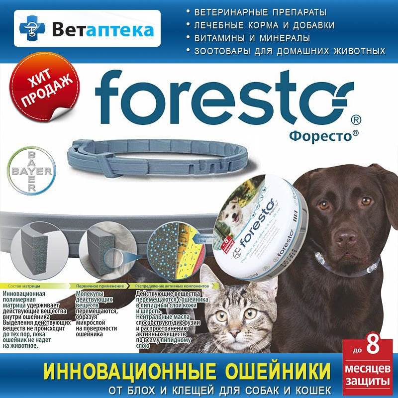 Форесто / foresto (ошейник) для собак и кошек | отзывы о применении препаратов для животных от ветеринаров и заводчиков