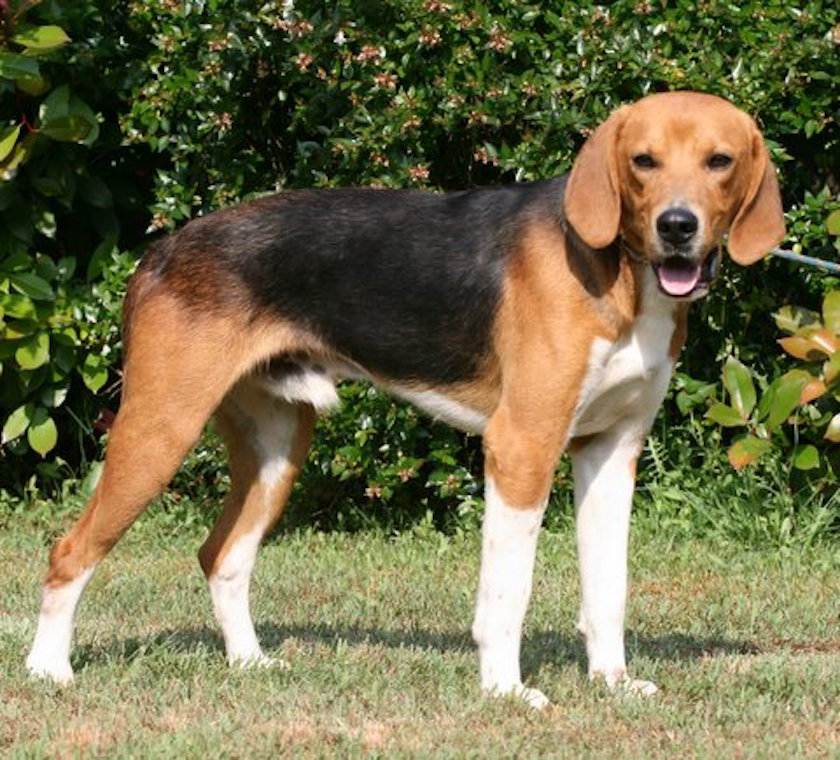 Описание породы бигль-харьер: фото собак, внешний вид, особенности характера и требования к содержанию питомца
