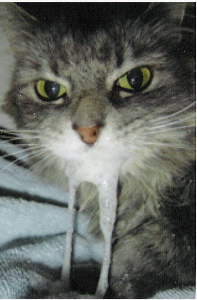 Что делать если у кота пена изо рта? причины, почему у кота идет пена изо рта
