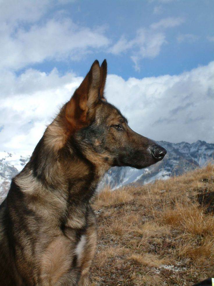 Порода собак вольпино итальяно: фото, видео, описание породы и характер