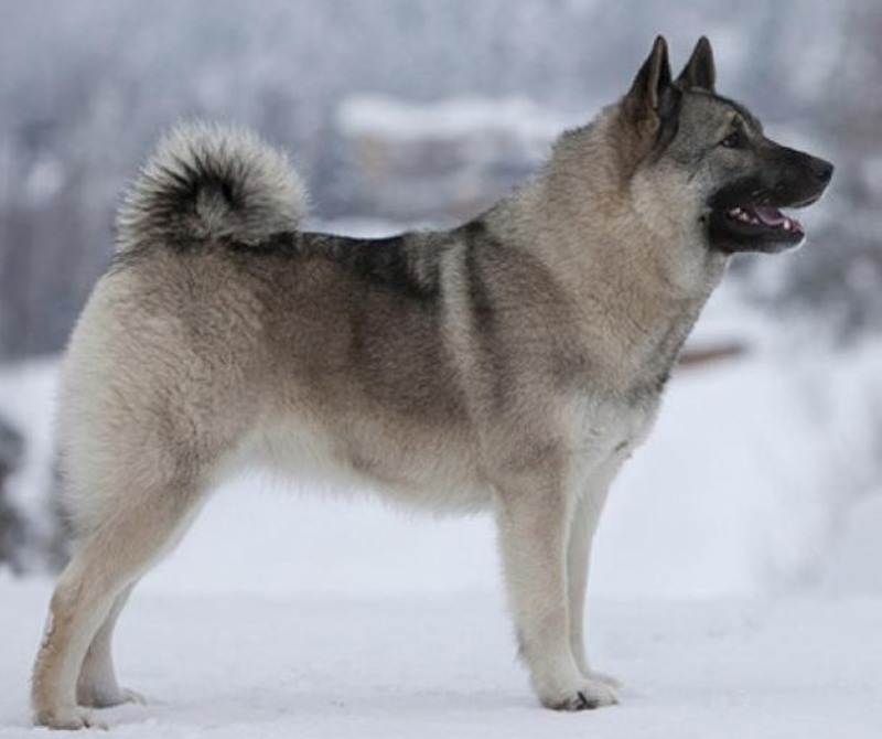 Порода собак норвежский элкхаунд: описание, характер, питание, уход и отзывы :: syl.ru