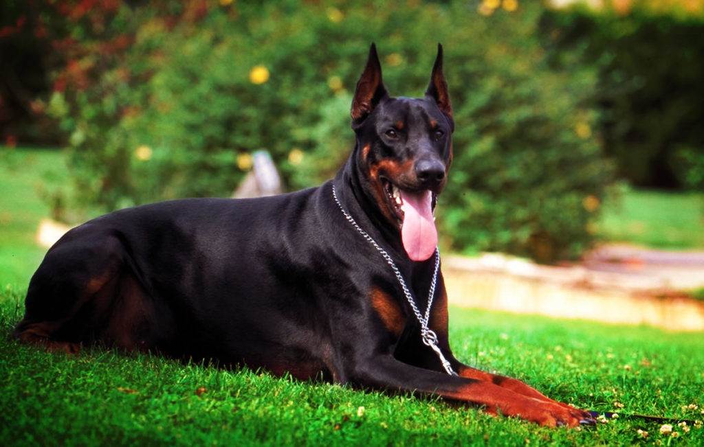 Сторожевые породы собак: каких охранных псов лучше завести для частного и загородного дома, лучшие варианты с фотографиями, описанием и названиями. правила содержания