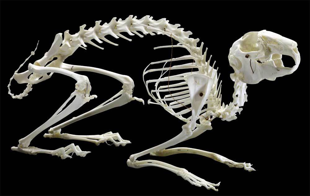 Скелет кошки: фото и описание