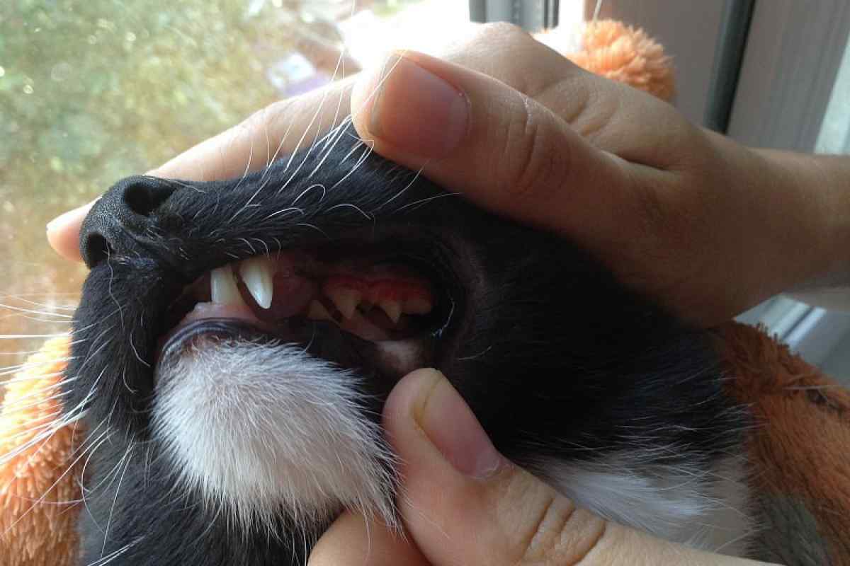 Лечение гангренозного стоматита у кошек | муркоша