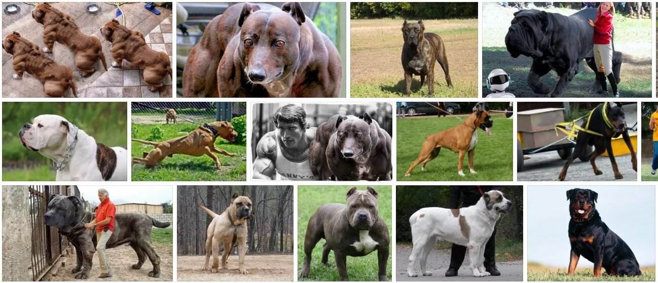 Топ-15 популярных пород бойцовских собак (описание + фото)
