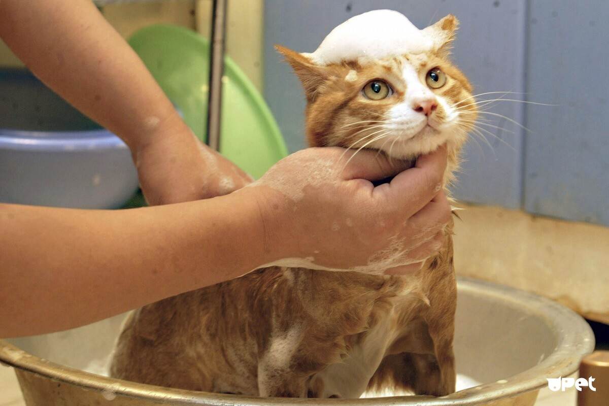 Как правильно мыть кошку. правила и лайфхаки