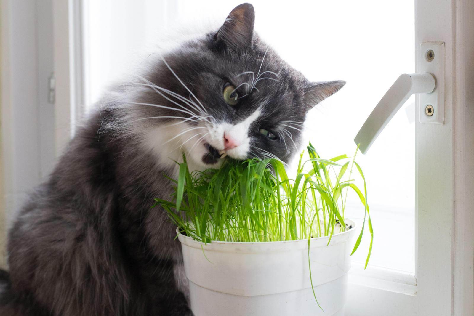 Почему кошки едят траву? и какую траву им можно есть?