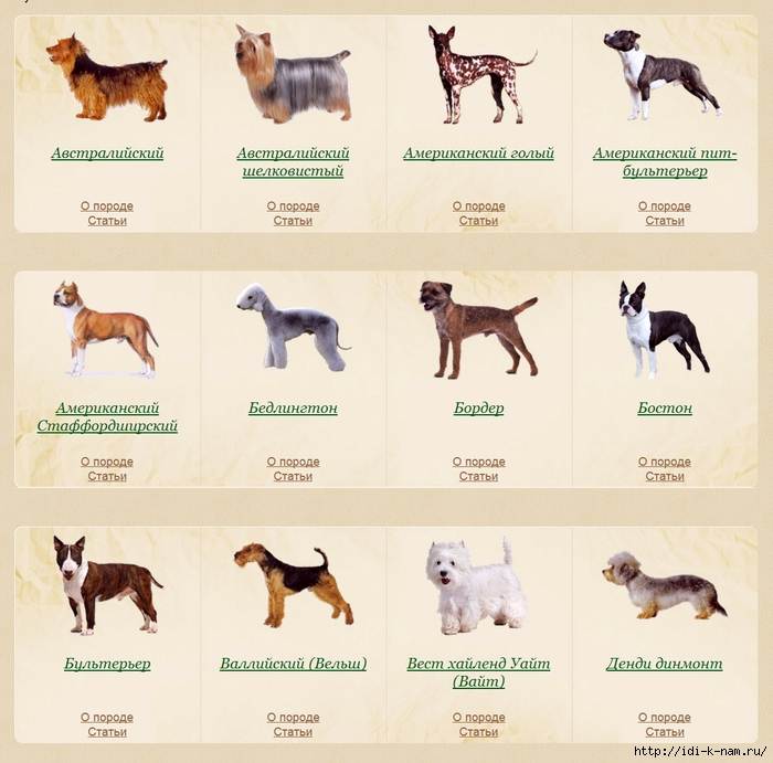 Распространенные породы собак