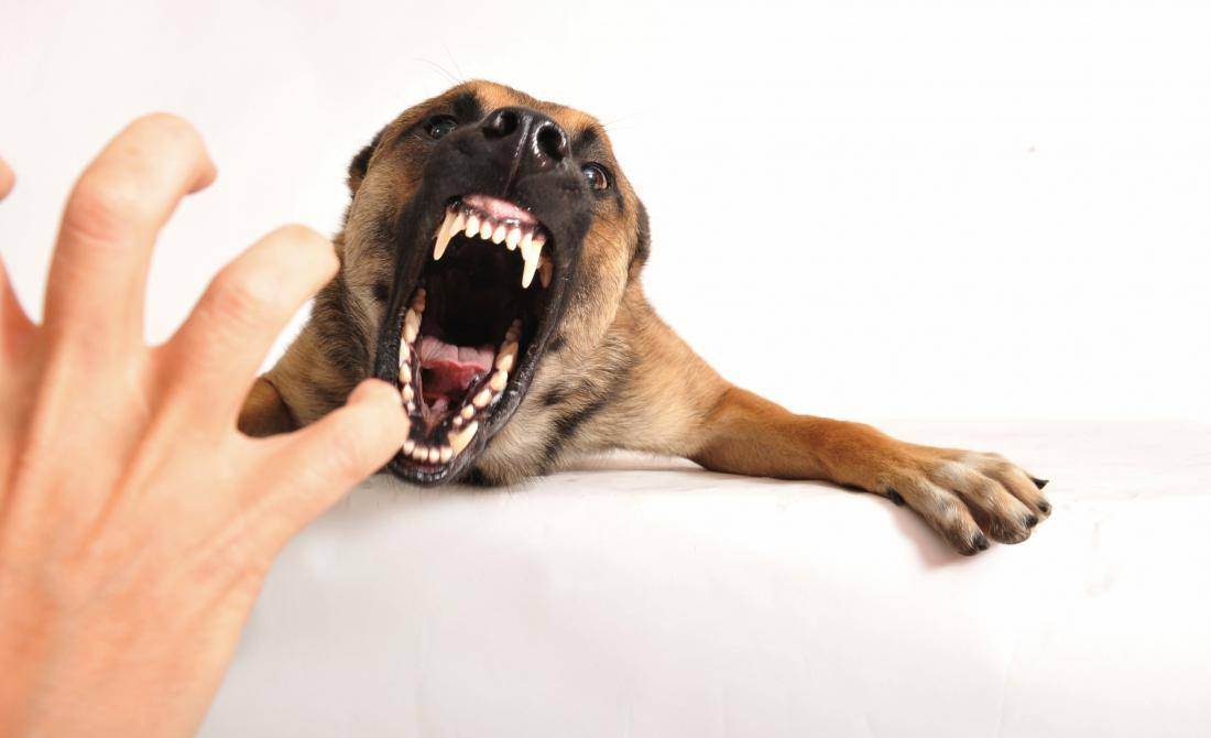 Почему собака грызет лапы: причины и нужно ли беспокоиться | все о собаках