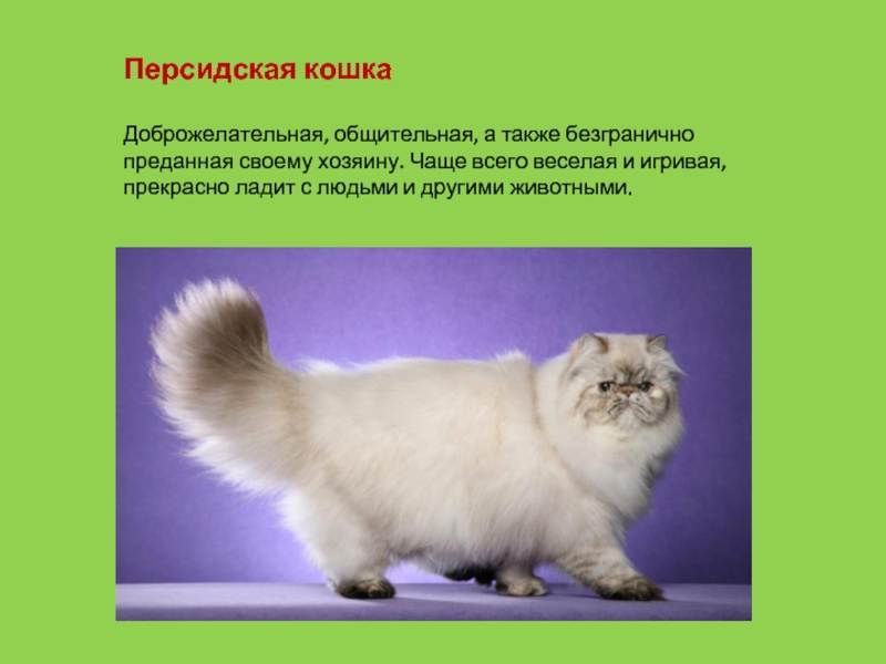 Персидская кошка: 6 разновидностей, сколько лет живут в домашних условиях