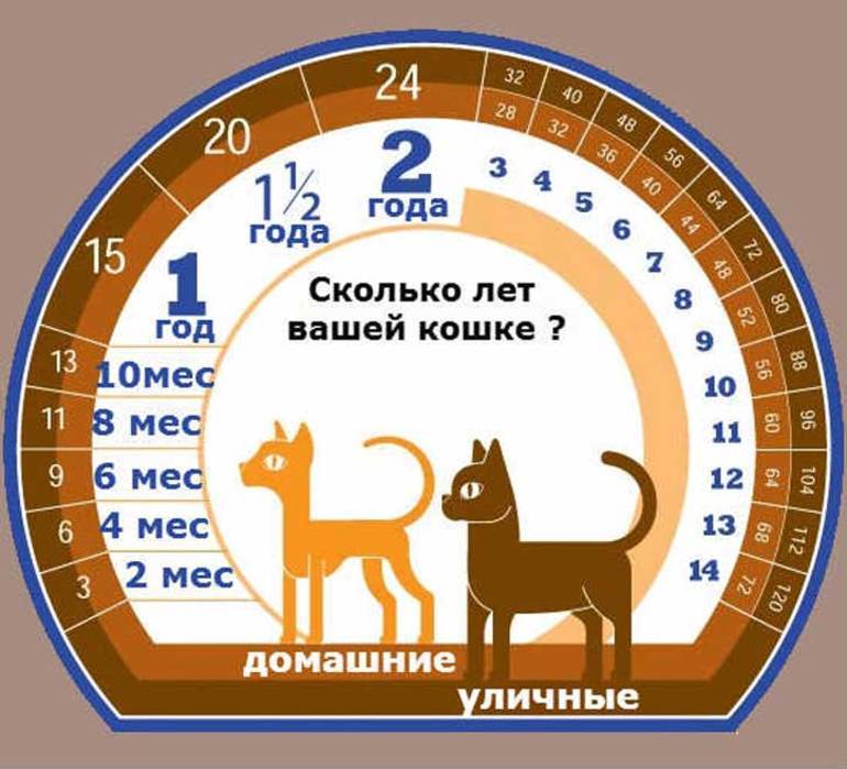 Как определить возраст кошки: по зубам, весу, шерсти, глазам | zoosecrets