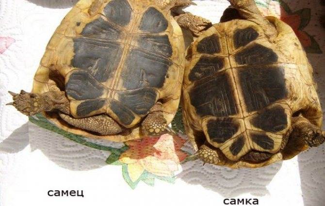 Как определить возраст и пол красноухой черепахи?