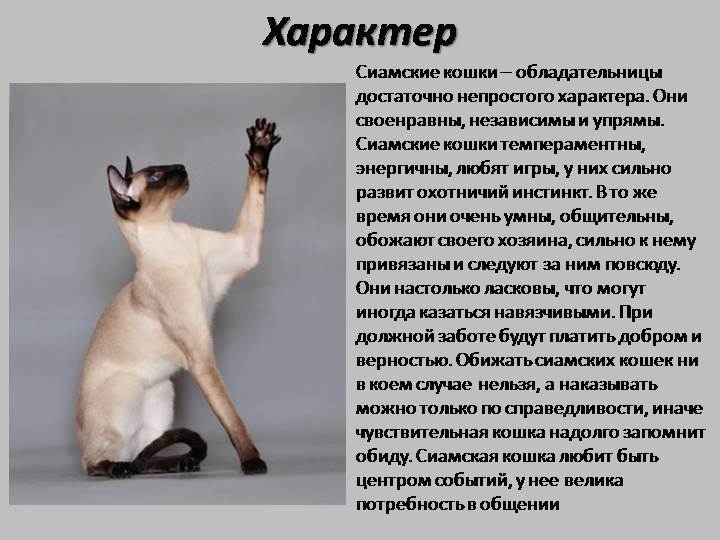 Сиамская кошка: фото, описание породы, характер, здоровье, уход и содержание